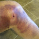Illustration for article titled Gross Photo Evidence You Dont Want To Be A Hockey Player